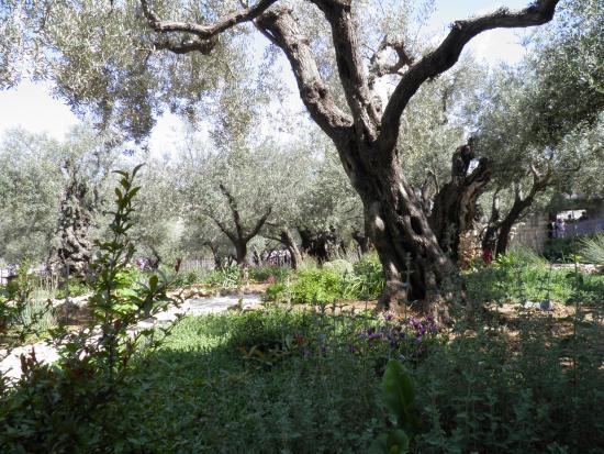 Garden of Gethsemane